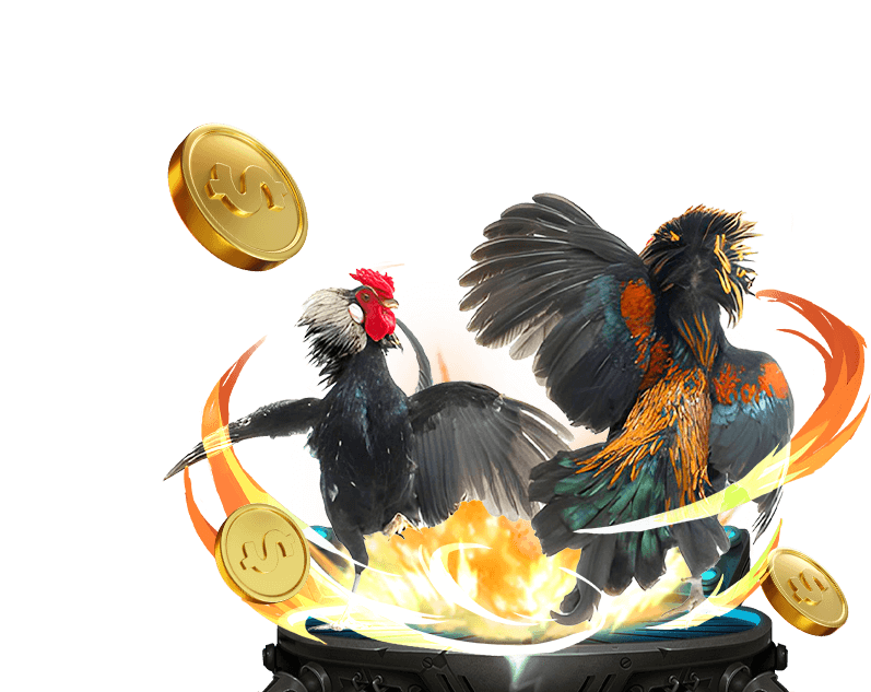 Hình ảnh cận cảnh một chú gà chiến với cựa dao được gắn chắc chắn, biểu tượng của đá gà cựa dao đầy thử thách.