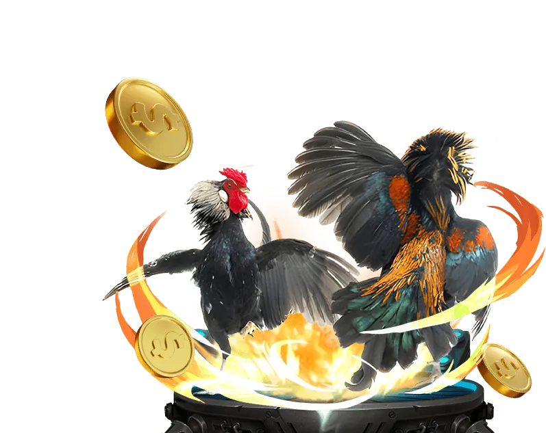 Hình ảnh cận cảnh một chú gà chiến với cựa dao được gắn chắc chắn, biểu tượng của đá gà cựa dao đầy thử thách.