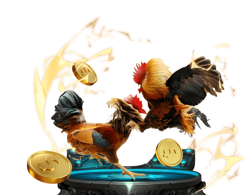 Hình ảnh một trận đá gà Thomo gay cấn với hai chú gà chiến đang giao tranh quyết liệt trong sân đấu.