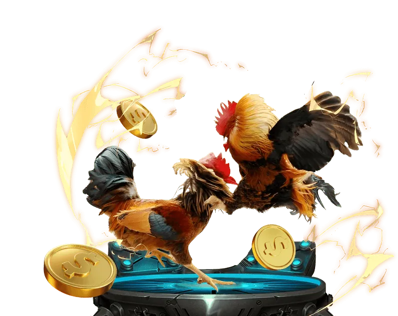 Hình ảnh một trận đá gà Thomo gay cấn với hai chú gà chiến đang giao tranh quyết liệt trong sân đấu.